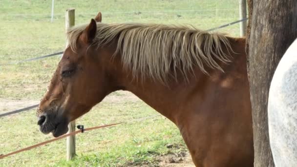 Cavalo Castanho Com Moscas Que Perturba Seu Focinho Olhos Dia — Vídeo de Stock