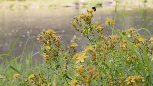 Bumble Μέλισσα Πετά Άγριο Λουλούδι Άγριο Λουλούδι Στην Άκρη Των — Αρχείο Βίντεο