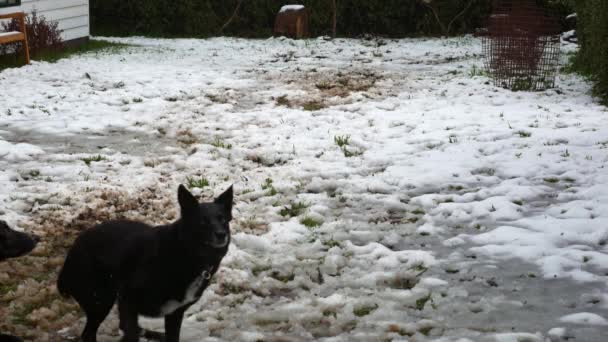 Twee Zwarte Honden Rennen Vangen Een Bal Sneeuw — Stockvideo