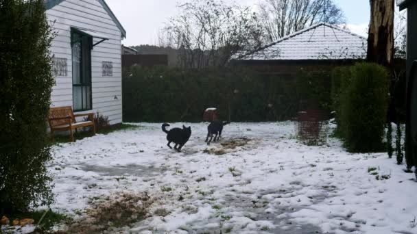 Двоє Чорних Собак Бігають Переслідують Снігу — стокове відео