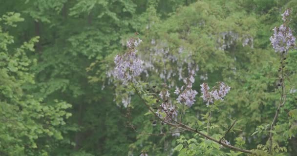 沿Wissahickon河一带植物上的花 — 图库视频影像