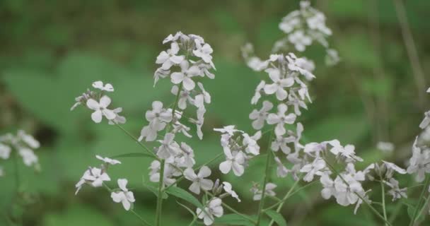 Λουλούδια Ανθίζει Στα Φυτά Κατά Μήκος Του Wissahickon Creek — Αρχείο Βίντεο