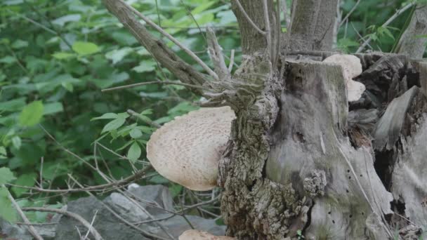 Fungo Árvore Árvore Caída Longo Riacho Wissahickon Poss Birch Polypore — Vídeo de Stock