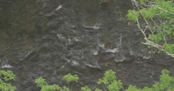 Wissahickon Creek Ángulo Alto Mirando Fown Desde Puente Walnut Lane — Vídeo de stock