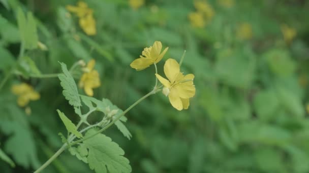 Blumen Blüten Pflanzen Entlang Des Wissahickon Creek — Stockvideo