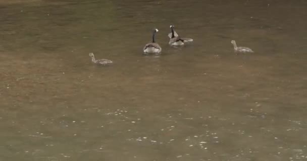 在Wissahickon溪的鹅鹅和鹅 — 图库视频影像