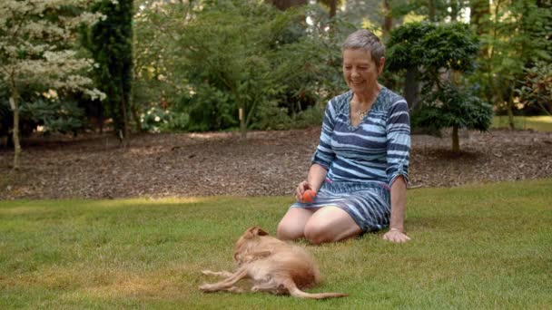 Yaşlı Kadın Çimenlerde Yuvarlanan Sevimli Küçük Köpeği Izliyor Neşe Eğlence — Stok video