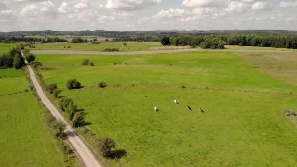 Letecký Záběr Pohled Zelené Pastviny Krávy Kráčející Zelené Trávě Uprostřed — Stock video