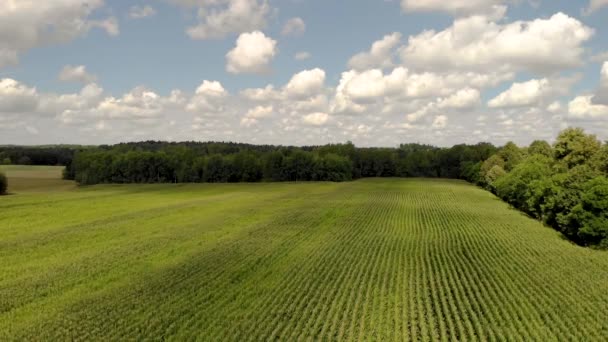 Ruhiger Flug Über Das Maisfeld Reifes Maisfeld Von Oben Schöne — Stockvideo