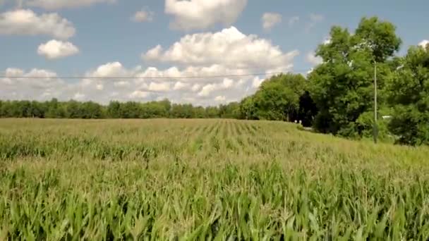 Partie Inférieure Maïs Passage Toute Vue Sur Champ Les Balançoires — Video