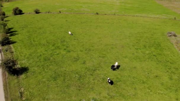 Pohled Zelené Pastviny Krávy Kráčející Zelené Trávě Modrá Obloha Mraky — Stock video