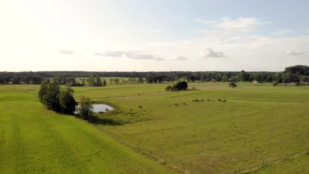 Disparo Aéreo Vista Sobre Pastizales Verdes Vacas Caminando Sobre Hierba — Vídeos de Stock