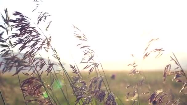 慢动作摇曳的植物 — 图库视频影像