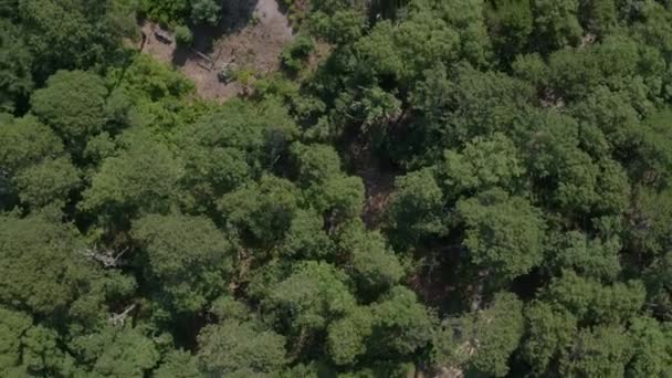 Widok Lotu Ptaka Wierzchołki Drzew Obroty Kamery — Wideo stockowe