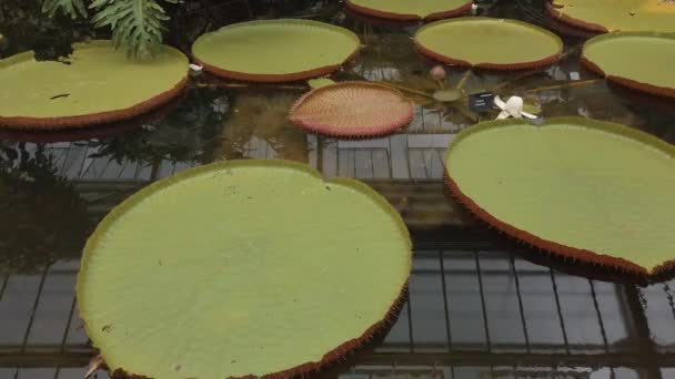 Riesige Lillypads Einem Gewächshaus — Stockvideo