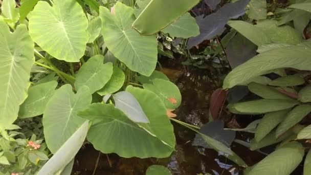 Εξωτικά Φυτά Που Καλύπτουν Μικρές Λίμνες — Αρχείο Βίντεο
