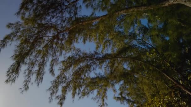 Pohybová Chyba Která Začne Soustředit Strom Nakonec Skončí Pláži — Stock video