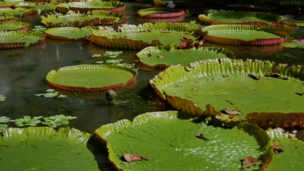 Tiro Lateral Lilypads Agua Con Los Árboles Reflejados Entre Lilypads — Vídeos de Stock