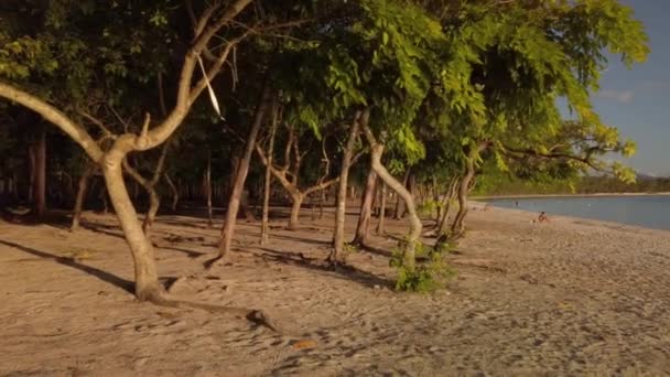 Side Panning Shot Starting Some Trees Beach Ending Focused Sea — Stock Video