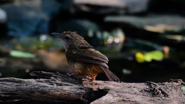 在喜马拉雅山到南亚和东南亚的地方都发现了 Abbots Babbler 在泰国 它们在靠近地面的茂密的灌木丛中觅食 — 图库视频影像