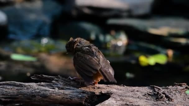 Die Äbte Babbler Kommen Himalaya Bis Nach Südasien Und Südostasien — Stockvideo