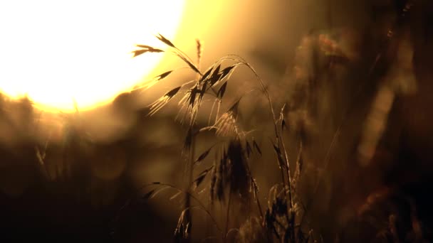 Fluttering Rośliny Tle Zachodu Słońca — Wideo stockowe