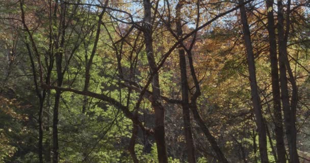 가을에 의나무들 — 비디오