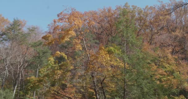 Stromy Podél Wissahickon Creek Podzim — Stock video