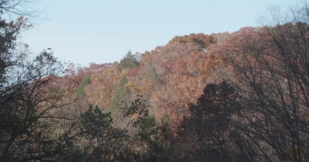 Sonbaharda Wissahickon Deresi Boyunca Ağaçlar — Stok video