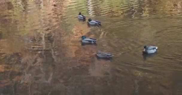 Осінь Плаває Річці Віссахікон — стокове відео