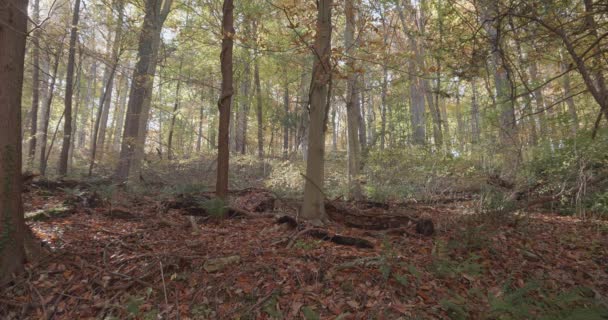 Drzewa Wzdłuż Wissahickon Creek Jesienią — Wideo stockowe