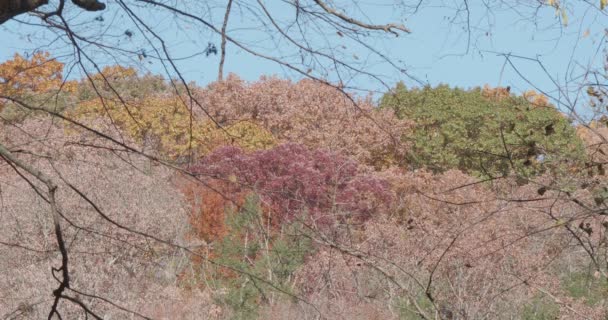 Δέντρα Κατά Μήκος Του Wissahickon Creek Φθινόπωρο — Αρχείο Βίντεο