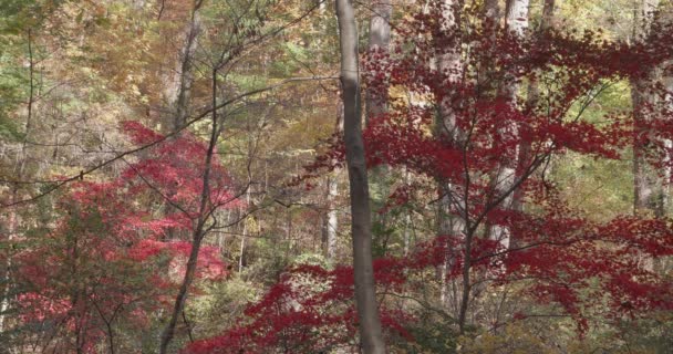 Träd Längs Wissahickon Creek Hösten — Stockvideo