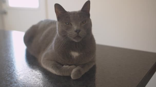 Salons Pour Chats Sur Comptoir Cuisine — Video