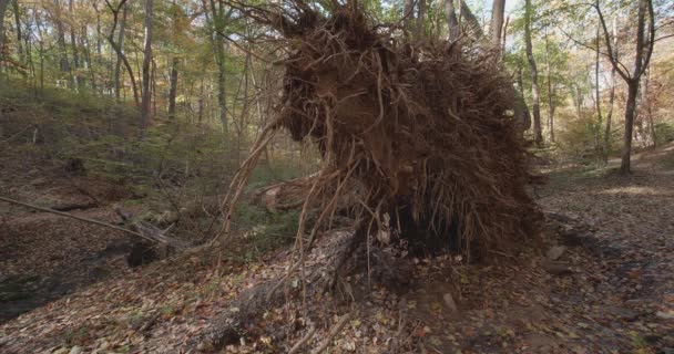 Umgestürzte Baumbasis Und Wurzeln Wissahickon Creek — Stockvideo