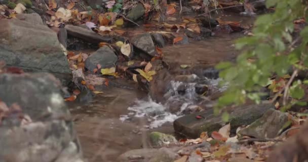 Água Que Flui Através Rochas Folhas Outono Wissahickon — Vídeo de Stock