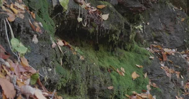 Musgo Pedras Com Água Gotejamento Folhas Outono — Vídeo de Stock