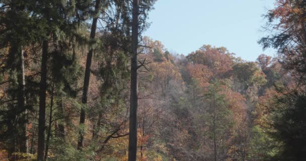 Δέντρα Κατά Μήκος Του Wissahickon Creek Φθινόπωρο — Αρχείο Βίντεο