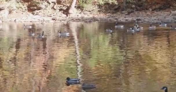 Oies Nageant Dans Ruisseau Wissahickon Automne — Video