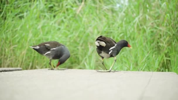 Πουλιά Που Τρώνε Στο Έδαφος Ένα Πάρκο Της Πόλης — Αρχείο Βίντεο