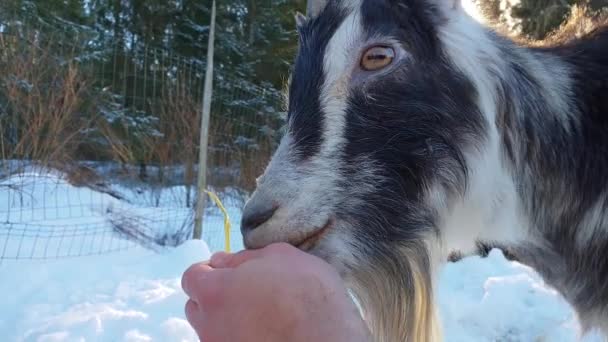 タメビリーヤギ食べるわらとなめる人の手 雪の冬の背景 可愛いオーバーロード — ストック動画