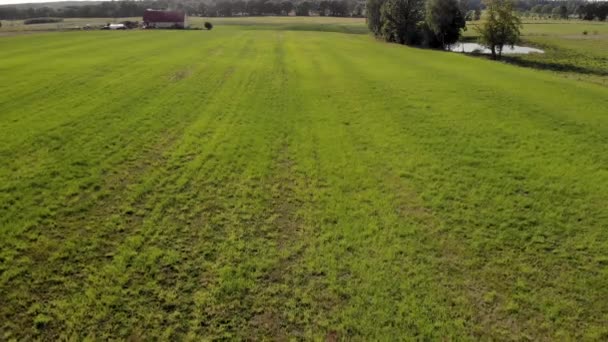 Colpo Aereo Sopra Pascolo Verde Vicino Alla Casa Accanto Albero — Video Stock