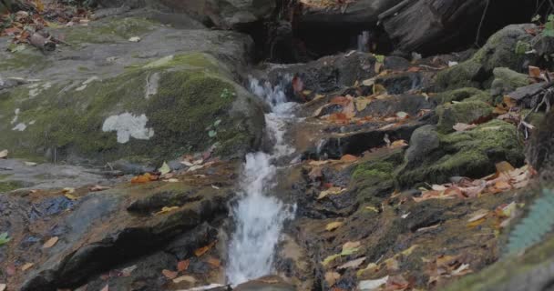 Wissahickon Kayaların Sonbahar Yapraklarının Arasından Akan — Stok video