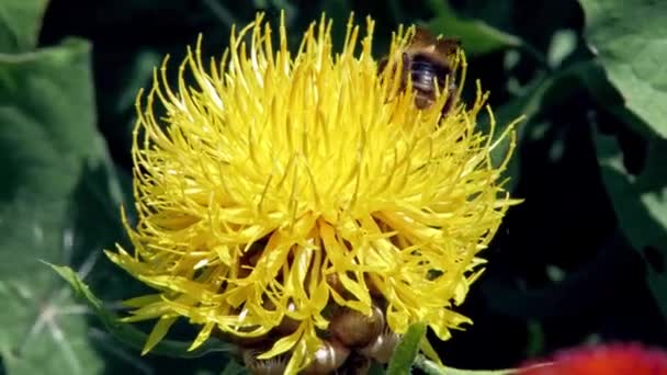 Primer Plano Abejorro Recogiendo Néctar Una Flor Diente León Amarillo — Vídeos de Stock