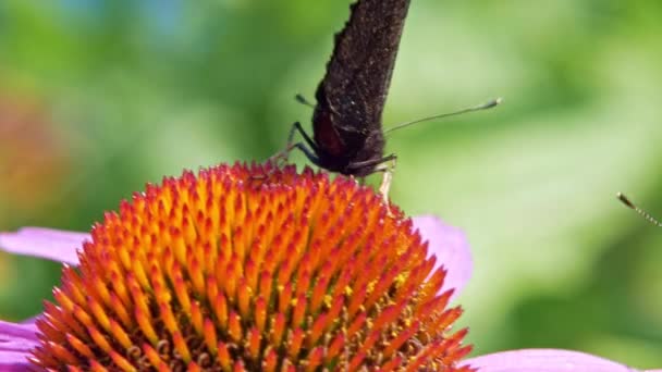 極端なクローズアップマクロショットの2つのオレンジ小さなカメシェル蝶紫色の花の上に座って蜜を収集し 緑の背景に — ストック動画