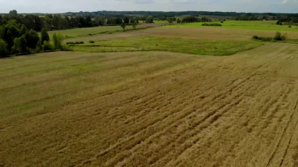 Luftaufnahmen Über Goldfeld Aus Nächster Nähe Lichtkomposition Natürlicher Landschaft Tag — Stockvideo