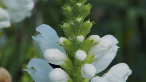 Primer Plano Macro Disparo Abejorro Recolectando Néctar Flores Blancas Clethraceae — Vídeos de Stock