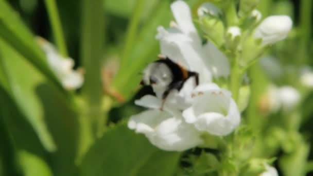 Gros Plan Macro Bourdon Ramassant Nectar Fleurs Blanches Clethraceae — Video