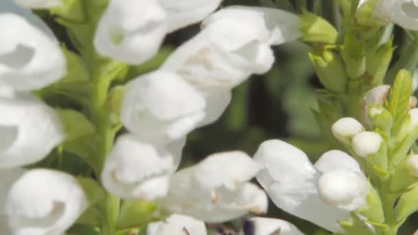 Uma Foto Macro Close Uma Abelha Coletando Néctar Flores Brancas — Vídeo de Stock