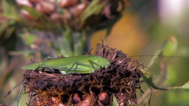 Close Grande Gafanhoto Verde Sentado Uma Flor Marrom Seca Sacudida — Vídeo de Stock